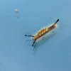 Western Tussock Moth