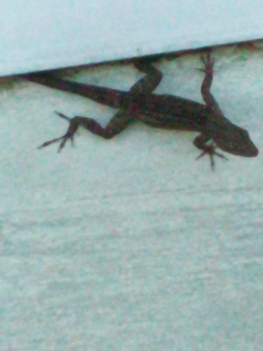 Brown Anole