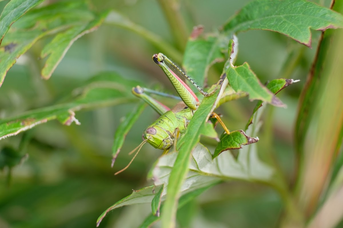 grasshopper