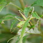 grasshopper