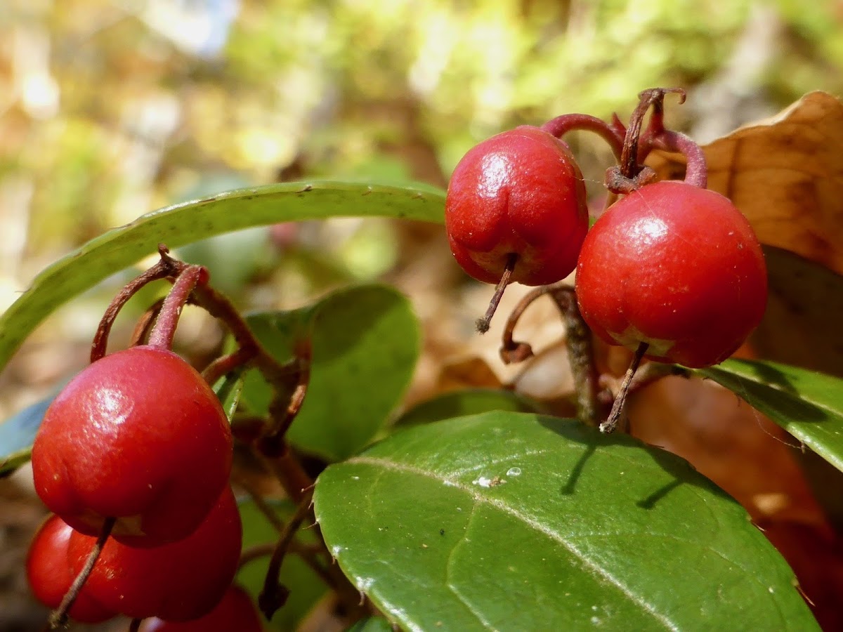 Eastern Teaberry