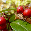 Eastern Teaberry