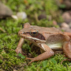 Wood Frog