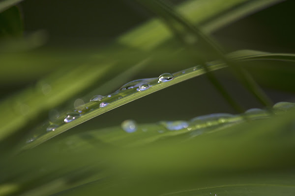 Leaf green di Ulisse Photography