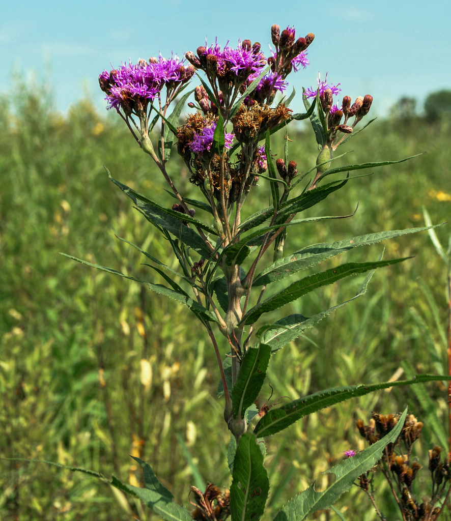 Smooth Ironweed