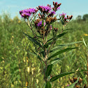 Smooth Ironweed