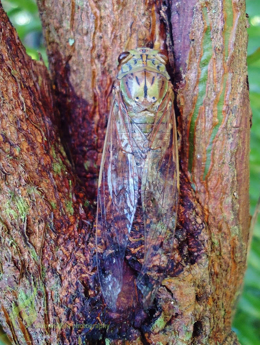 Cicada