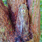 Cicada