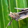 Heavy bodied Jumping spider