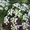 Poison Hemlock