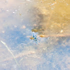 Backswimmer