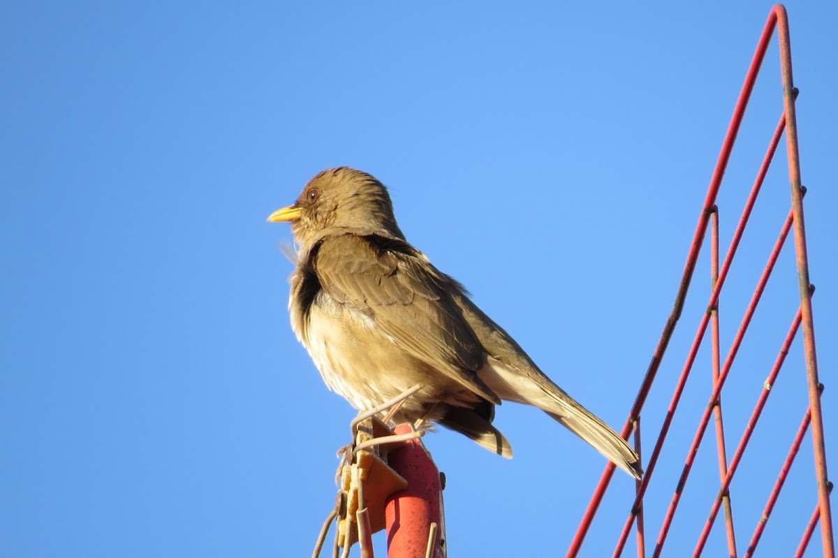 Pale-breasted Thrush