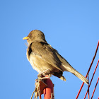 Pale-breasted Thrush