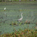 Great Blue Hereon