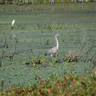 Great Blue Hereon