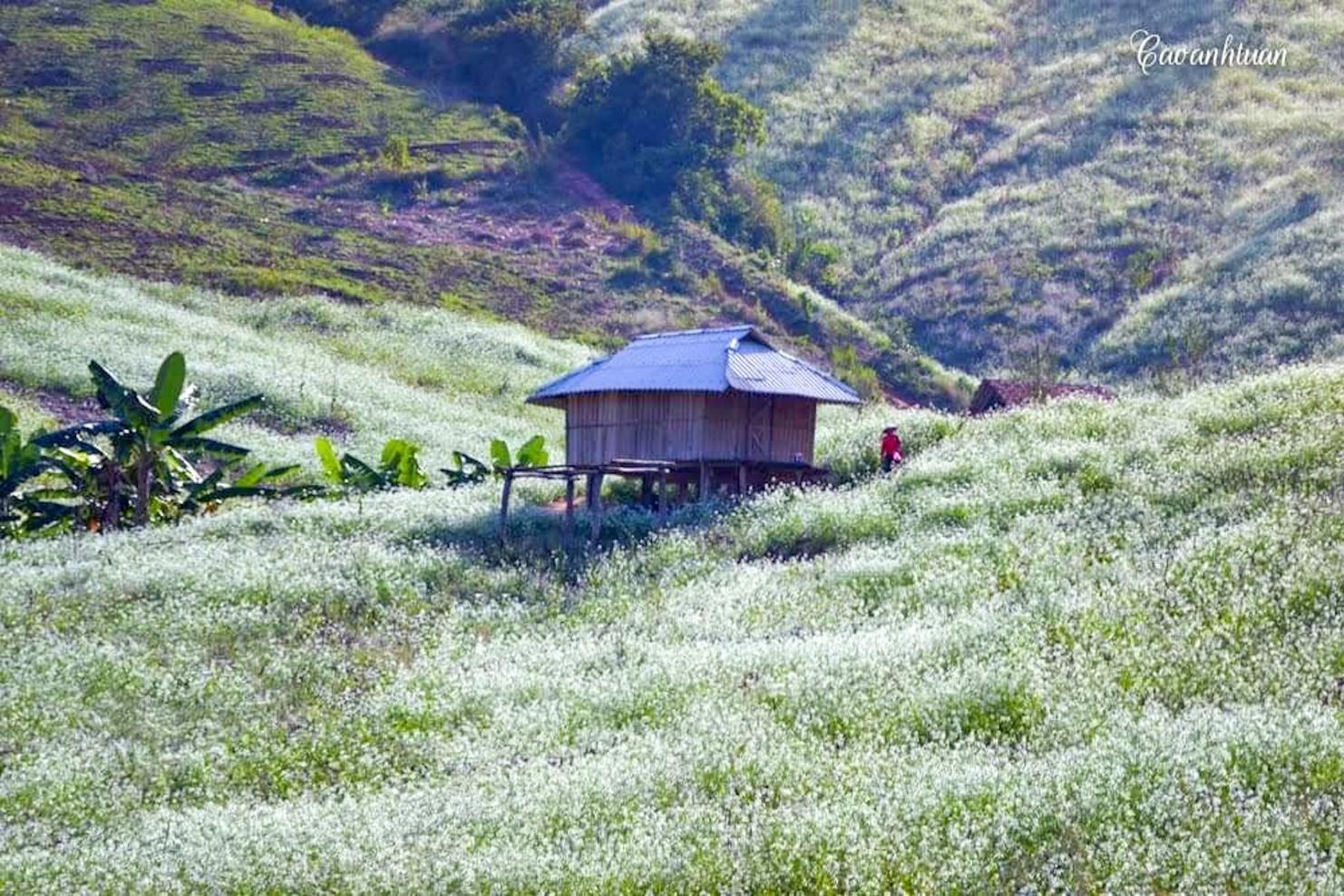 Visiting Moc Chau white mustard flower field