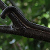 Giant millipede