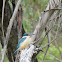 Sacred Kingfisher