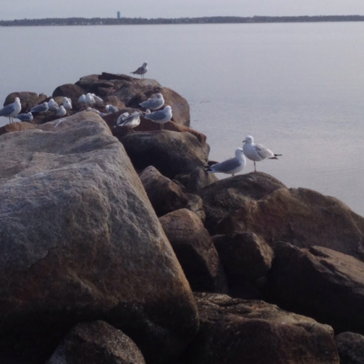 Herring Gulls