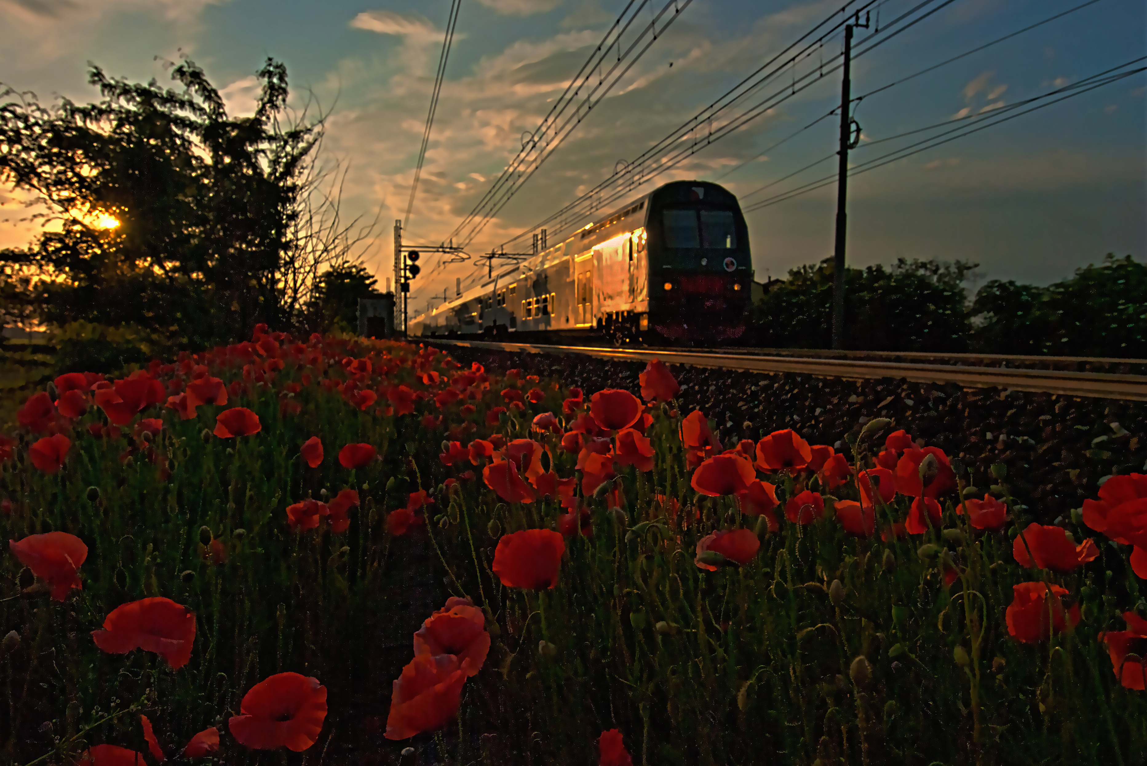 Il treno dei papaveri di Daimon