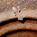 Mediterranean house gecko