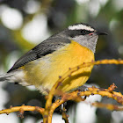 Bananaquit