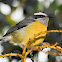 Bananaquit