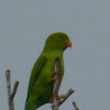 Vernal Hanging parrot