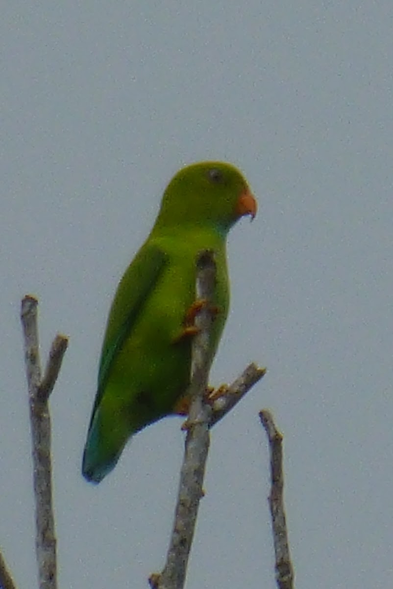 Vernal Hanging parrot