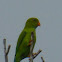 Vernal Hanging parrot