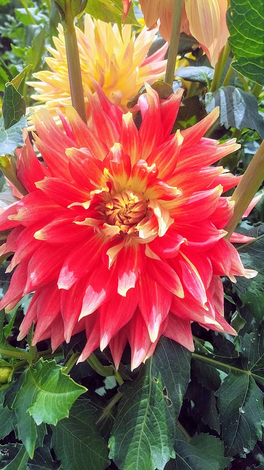 Swan Island Dahlias