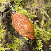 European red slug