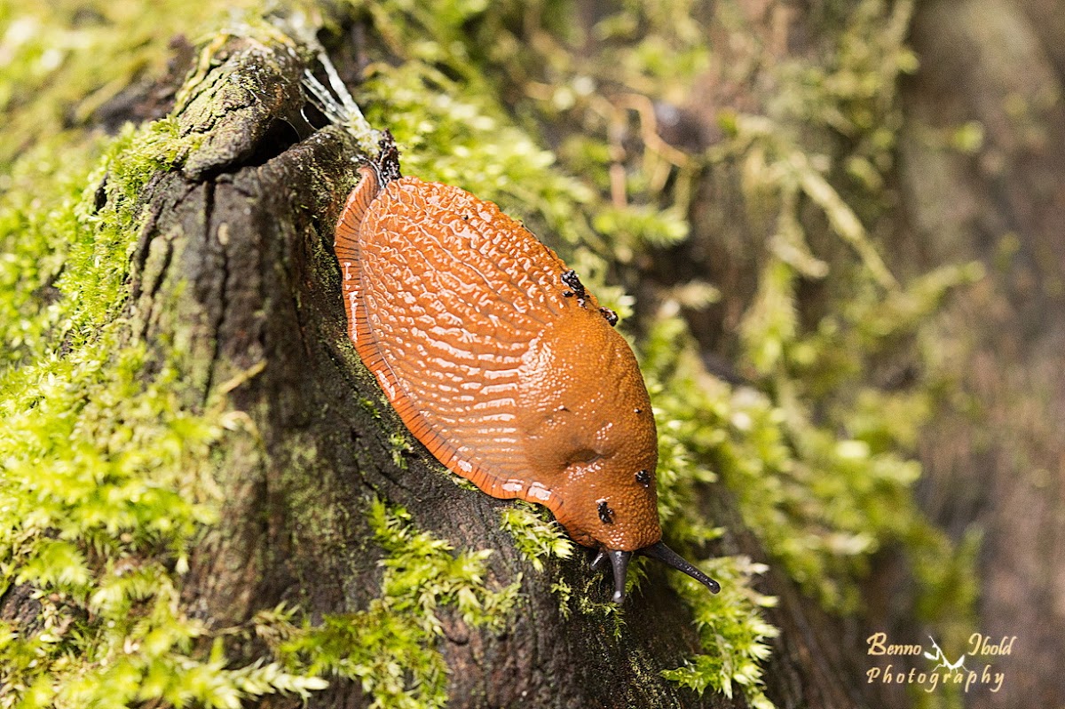 European red slug