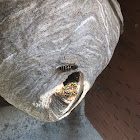 Common Aerial Yellowjacket Nest