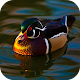 Download Duck Wallpapers HD For PC Windows and Mac 4.0.0