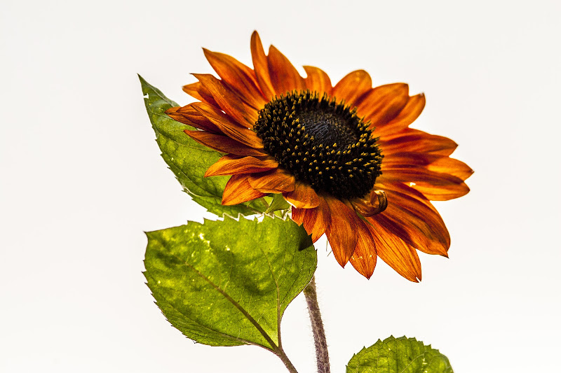 Girasole su tela bianca di Andrea Calò