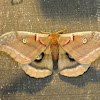 polyphemus moth