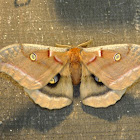 polyphemus moth