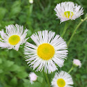 Eastern daisy fleabane