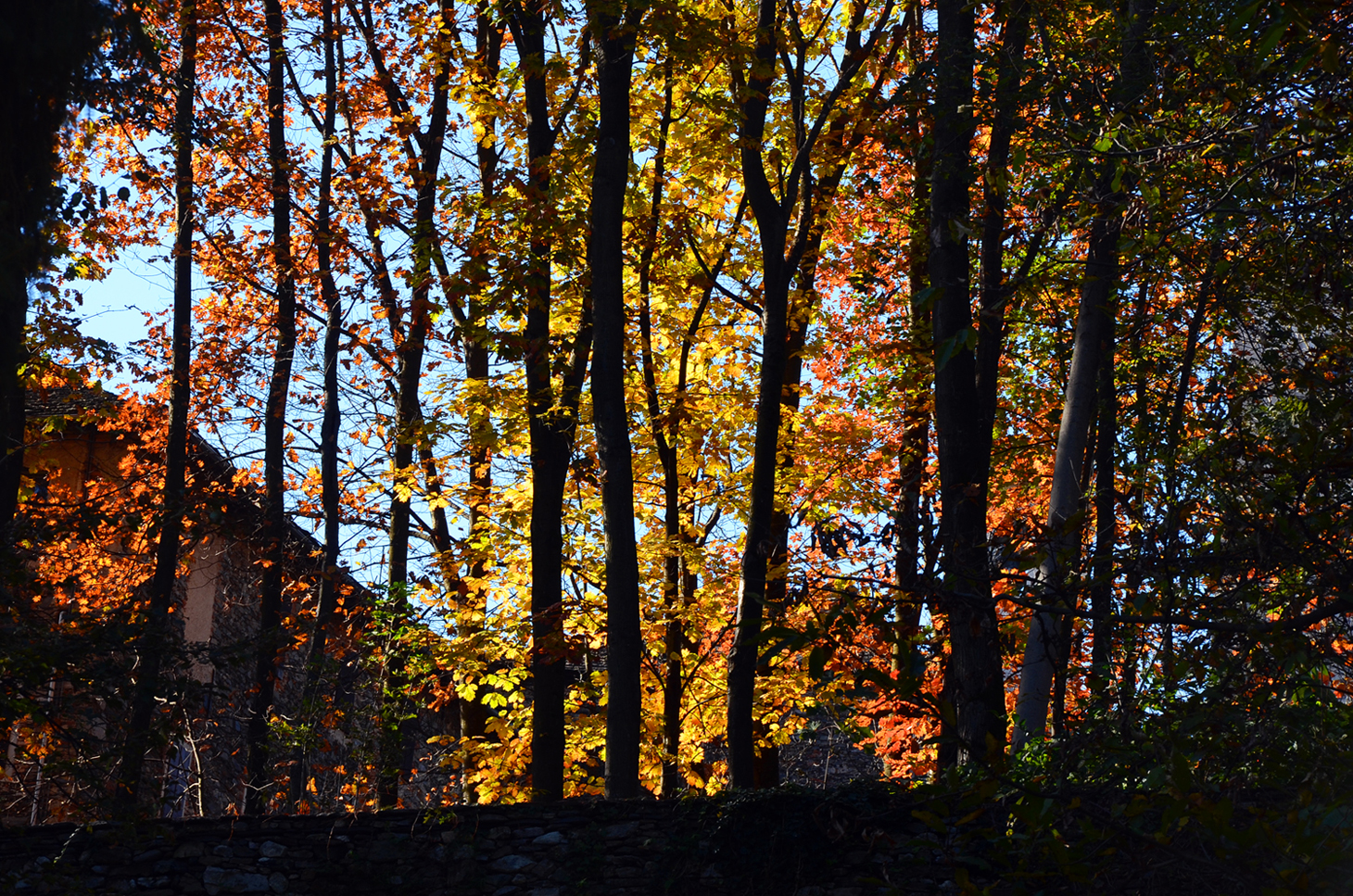 Autunno in controluce di nicoletta lindor