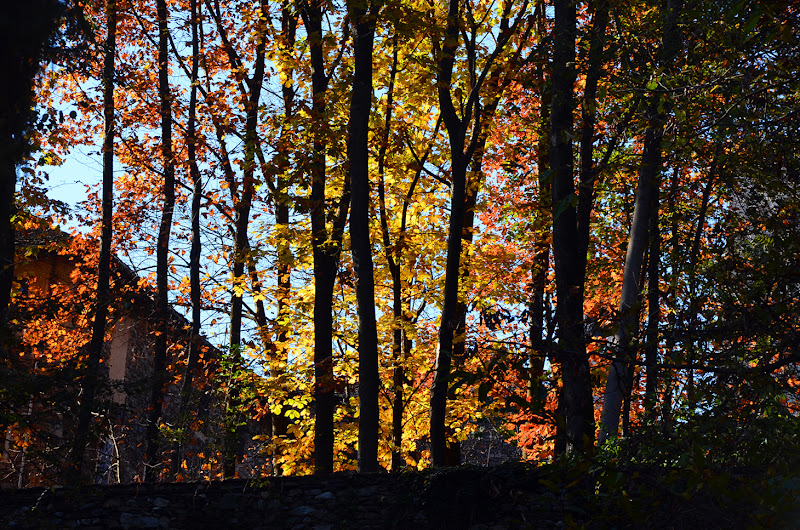 Autunno in controluce di nicoletta lindor