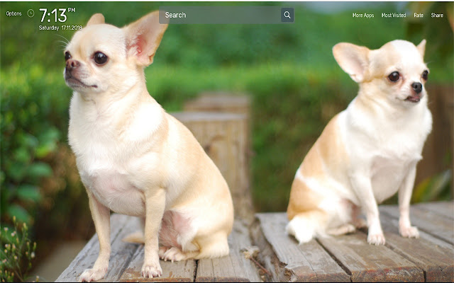 Chihuahua Dogs Wallpapers NewTab Theme