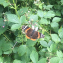 Red admiral