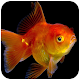 Download Goldfish Wallpaper For PC Windows and Mac 1.02