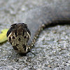 Cotton Mouth Snake