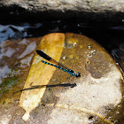 Damselfly