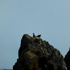 Black Oystercatcher