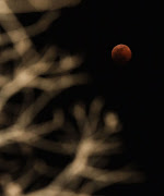 Eclipsed Blood Moon seen through the branches of a tree in Durban on July 27 2018.