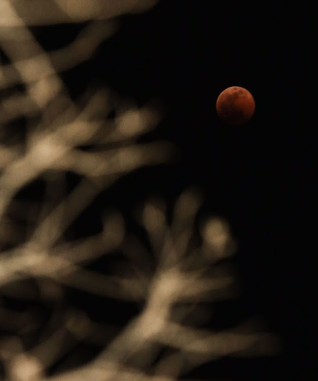 Eclipsed Blood Moon seen through the branches of a tree in Durban on July 27 2018.