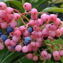 Viburnum